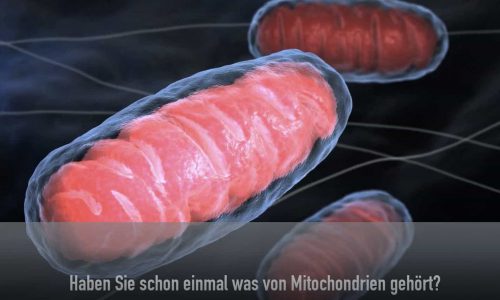 mitochondrien mitochondrien